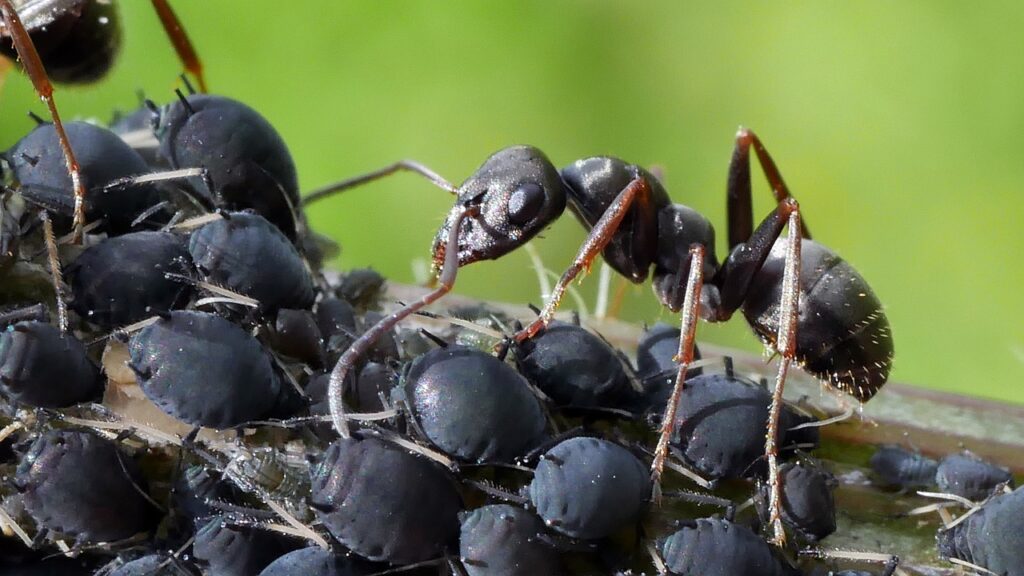 ant, insects, aphid-3532281.jpg